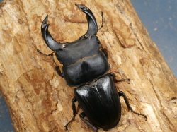 ホペイオオクワガタ73ミリ♂♀ペア No.9658 昆虫専門店 虫屋