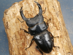オオクワガタ（能勢）84ミリ♂♀ペア No.9682 昆虫専門店 虫屋