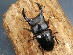 オオクワガタ オオクワガタ（川西）76ミリ♂♀ペア No.9688 昆虫専門店 虫屋
