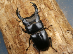オオクワガタ（川西）73ミリ♂♀ペア No.9692 昆虫専門店 虫屋