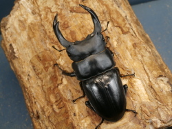 能勢産オオクワガタ ♂88.7 ♀56.2 標本用 オスメスペア オオクワガタ（能勢）81ミリ♂♀ペア No.9882 昆虫専門店 虫屋