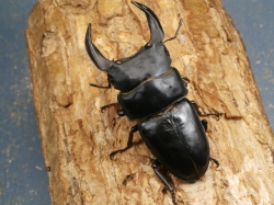 オオクワガタ（能勢）81ミリ♂♀ペア No.9906 昆虫専門店 虫屋