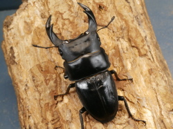 オオクワガタ（川西）72ミリ♂♀ペア No.1030 昆虫専門店 虫屋ドットコム