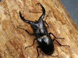 アマミノコギリ（請島）幼虫3頭　No.1040