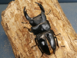 オオクワガタ（川西）80ミリ♂♀ペア No.1125 昆虫専門店 虫屋ドットコム