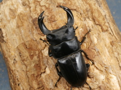 ホペイオオクワガタ63ミリ♂♀ペア No.1150 昆虫専門店 虫屋ドットコム