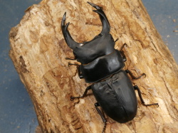 オオクワガタ（久留米）80ミリ♂♀ペア No.1155 昆虫専門店 虫屋ドットコム