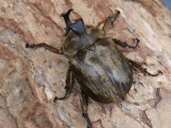 サビイロカブト3令幼虫♂♀ペア　No.1210