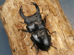 オオクワガタ（川西）77ミリ♂♀ペア No.1211