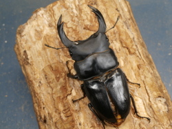 オオクワガタ（能勢）90ミリ ♂単品 No.1300 昆虫専門店 虫屋ドットコム