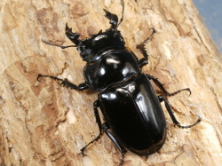 タランドゥス58ミリ♂単品 No.1313 昆虫専門店 虫屋ドットコム