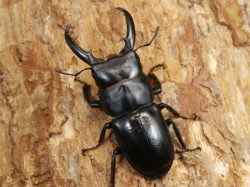 チョウセンヒラタ（対馬）初2令幼虫3頭 　No.1326