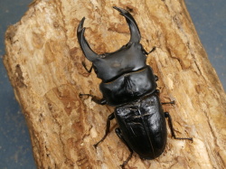 オオクワガタ（久留米）75ミリ♂♀ペア No.1349 昆虫専門店 虫屋ドットコム