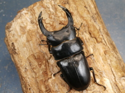 オオクワガタ（能勢）84ミリ♂♀ペア No.1520