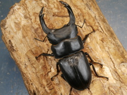 オオクワガタ（能勢）85ミリ♂♀ペア No.1524