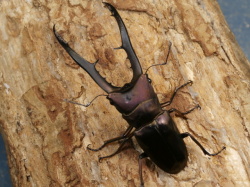 メタリフェル（ペレメタ）69ミリ♂♀ペア No.1545