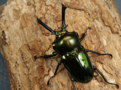 ニジイロクワガタ57ミリ♂♀ペア No.1632