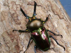 ニジイロクワガタ55ミリ♂♀ペア No.1633