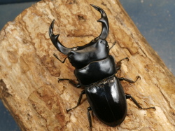 クルビデンス（ブータン）72ミリ♂♀ペア　 No.1635