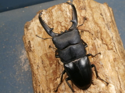 パラワンヒラタ幼虫3頭 No.1636