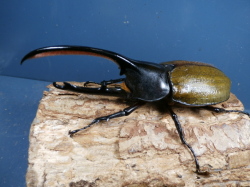 ヘラクレス・オキシデンタリス135ミリ♂♀ペア　No.1641