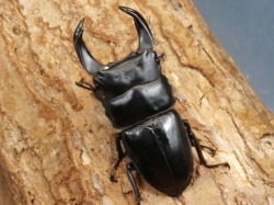 ホペイ（湖南省）2令幼虫3頭 No.1642