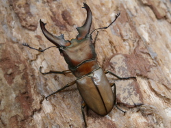 ムニスゼッチホソアカWW♂♀ペア No.1648