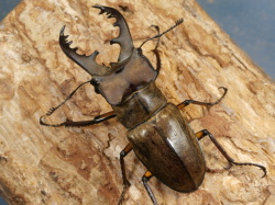 ミヤマクワガタ66～67ミリ♂単品 No.1653