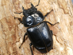 オオクワガタ（川西）52ミリ♀単品 No.1657