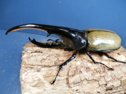 ヘラクレス（ヘラヘラ）150ミリ♂♀ペア　No.1663