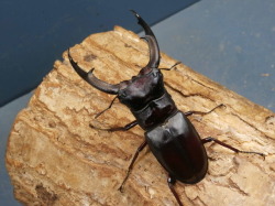 マンディブラリス（ボルネオ）初2令幼虫3頭 No.1672