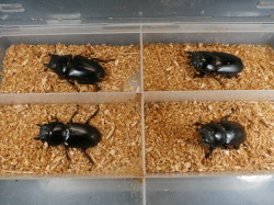 クワガタ産卵済み♀4頭　 No.1815