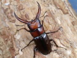 トカラノコギリ（悪石島）46ミリ♂♀ペア No.1852