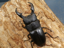 オキナワヒラタ（伊平屋島）61ミリ♂♀ペア　No.1887