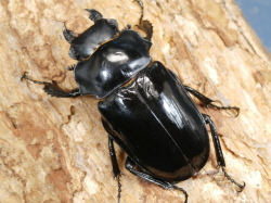 ルディカツヤクワガタ52ミリ♀単品 No.2396
