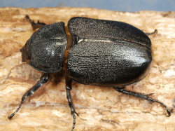 ネプチューンオオカブト産卵済♀単品　No.2534