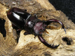 昆虫標本 大型フォルスターフタマタ 亜種ニシ 80up 昆虫標本 大型フォルスターフタマタ 亜種ニシ 80up
