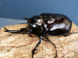 マルスゾウカブト　♀3令幼虫1頭　 No.2986