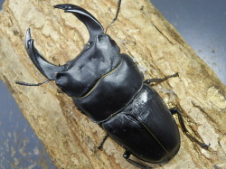 【限定】オオクワガタ（川西）幼虫3頭　 No.782