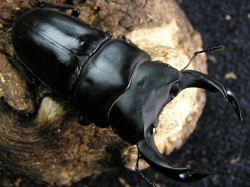 オオクワガタ(上止々呂美) 　2令幼虫3頭　No.5032