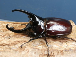 ケンタウルスオオカブト　初2令幼虫3頭 　No.4042