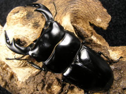 レッドアイ インドアンタエウス（RR）初2令幼虫3頭  No.5034