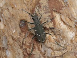 アイヌハンミョウ成虫2♂1♀計3頭 No.1638