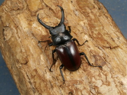 ドンキエルコクワ♂単品