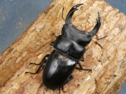 オオクワガタ（能勢）幼虫3頭セット No.518