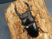 オオクワガタ（能勢産）83ミリ♂♀ペア No.9964