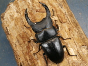 オオクワガタ（能勢産）84ミリ♂♀ペア No.9965