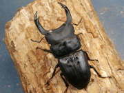 オオクワガタ（久留米）84ミリ♂♀ペア No.9967