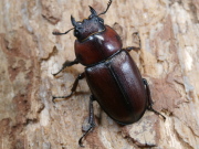 トカラノコギリ（悪石島）34ミリ♀単品 No.9984