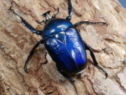 シロヘリミドリツノカナブン幼虫3頭　No.1002